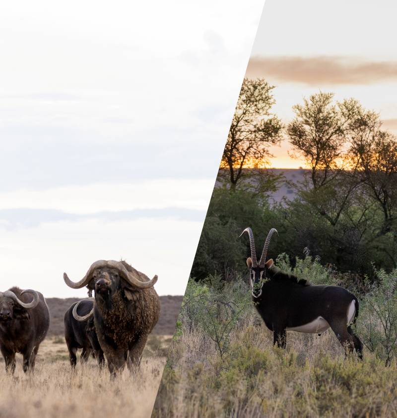 Buffallo and Sable Hunting Package
