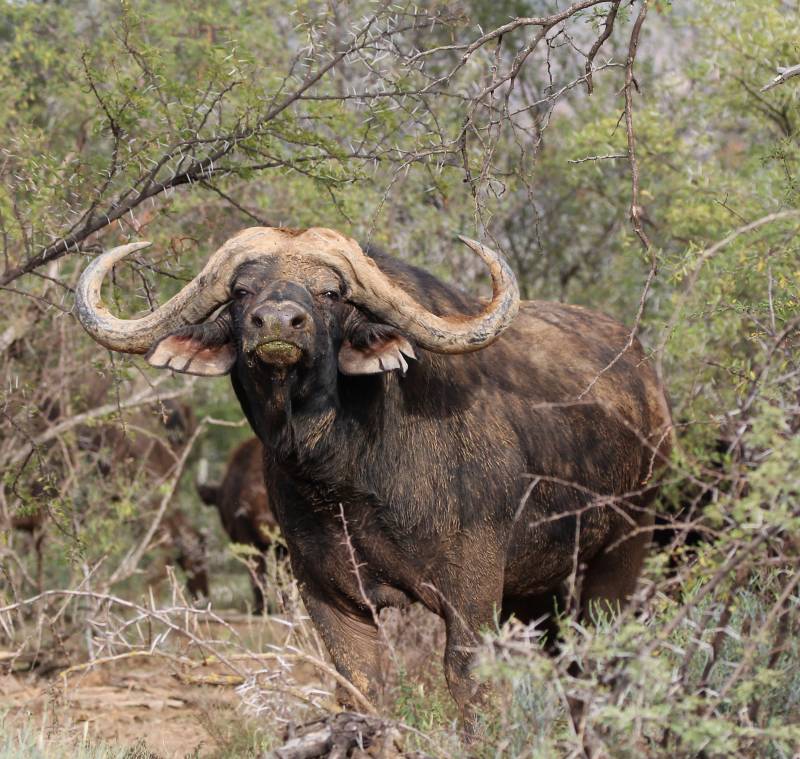 Buffalo in the Karoo Bush