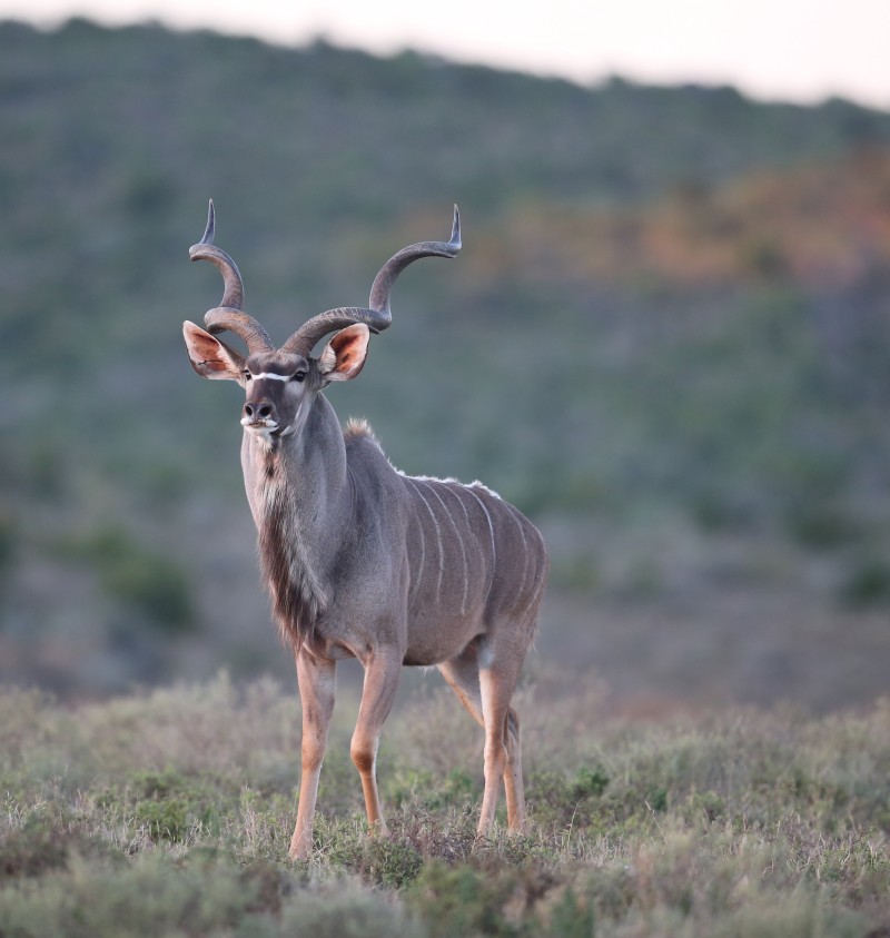 Kudu at Ekhaya Hunting Safaris