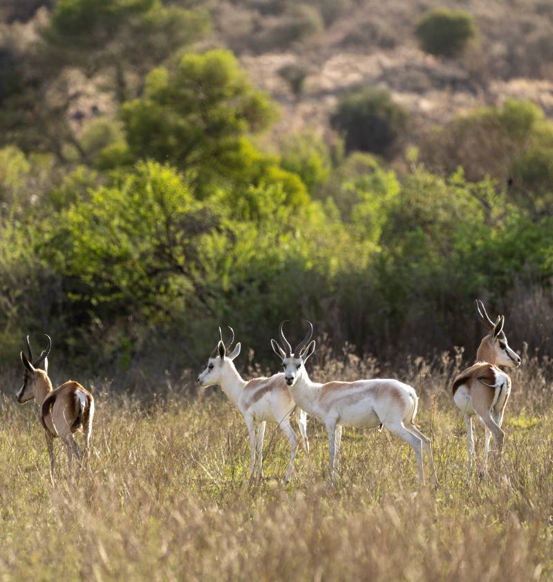 Various Springbok Specie